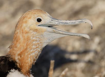 Great Frigatebird (Fregata minor) photo