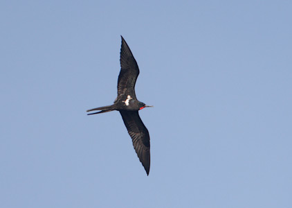 Lesser Frigatebird (Fregata ariel) photo
