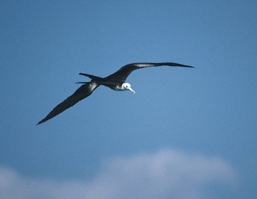 Magnificent Frigatebird (Fregata magnificens) photo