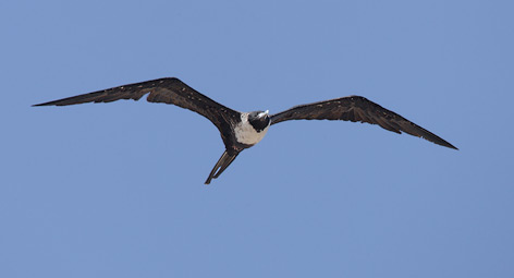 Magnificent Frigatebird (Fregata magnificens) photo