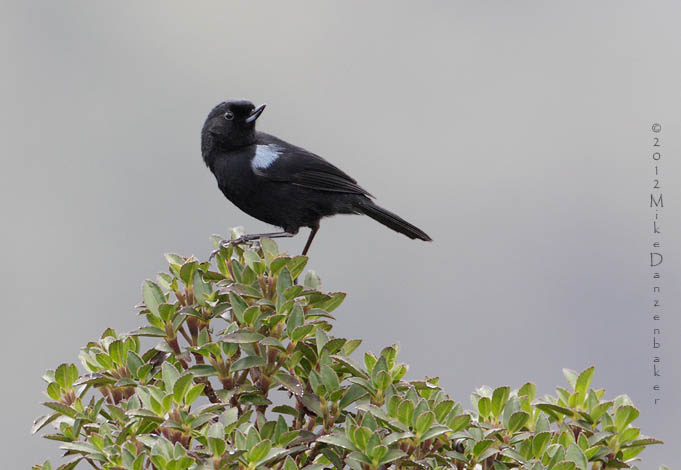 Glossy Flowerpiercer (Diglossa lafresnayii) photo