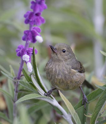 Slaty Flower-Piercer (Diglossa plumbea) photo