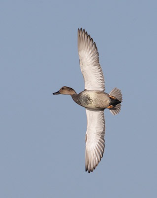 Gadwall (Anas strepera) photo