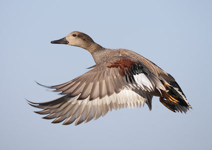 Gadwall (Anas strepera) photo