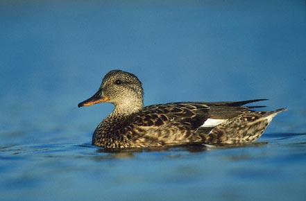 Gadwall (Anas strepera) photo image