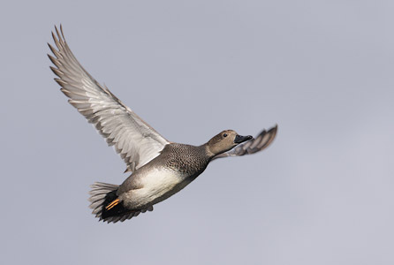Gadwall (Anas strepera) photo