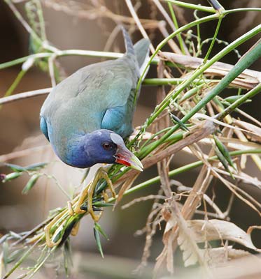 Purple Gallinule (Porphyrula martinica) photo