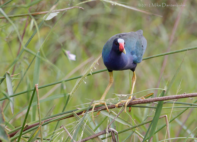 Purple Gallinule (Porphyrio martinica) photo
