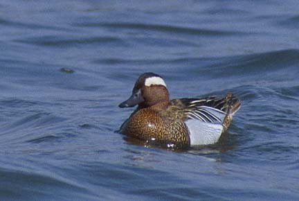 Garganey (Anas querquedula) photo image