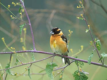 Black-headed Grosbeak (Pheucticus melanocephalus) photo image