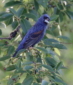 Blue Grosbeak (Guiraca caerulea) photo