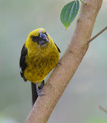 Black-thighed Grosbeak (Pheucticus tibialis) photo