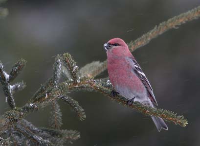 Pine Grosbeak (Pinicola enucleator) photo