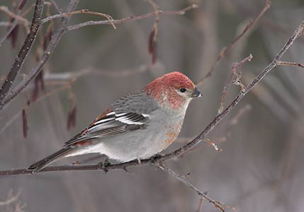 Pine Grosbeak (Pinicola enucleator) photo