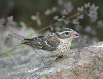 Rose-breasted Grosbeak (Pheucticus ludovicianus) photo