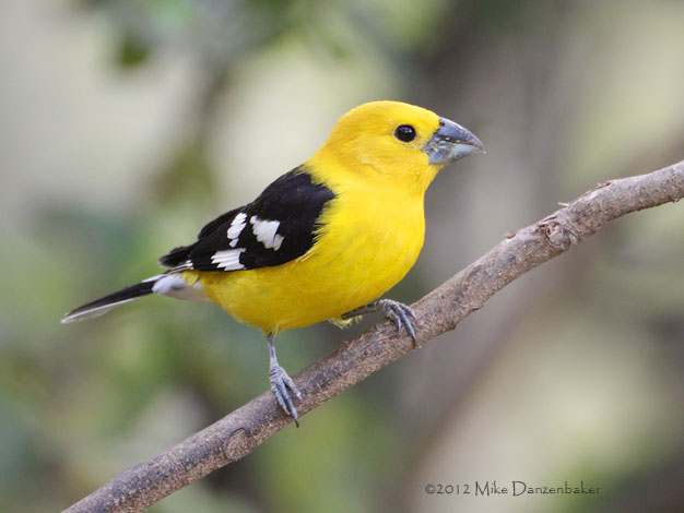 Southern Yellow Grosbeak (Pheucticus chrysogaster) photo