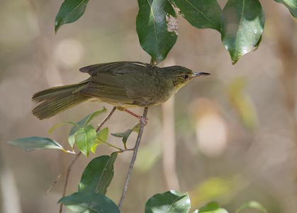 Long-billed Greenbul (Phyllastrephus madagascariensis) photo