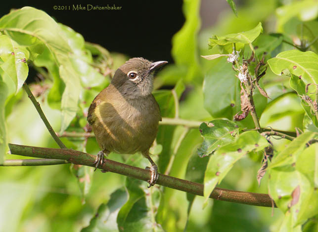Little Grey Greenbul (Eurillas gracilis) photo