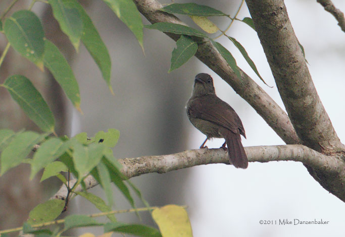 Little Greenbul (Eurillas virens) photo