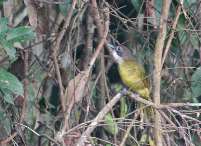Red-tailed Greenbul (Criniger calurus) photo