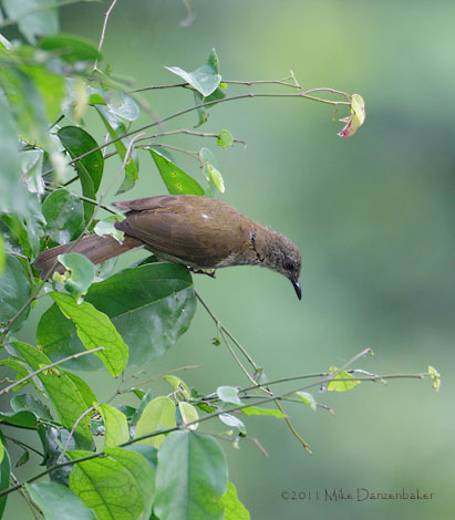 Slender-billed Greenbul (Stelgidillas gracilirostris) photo