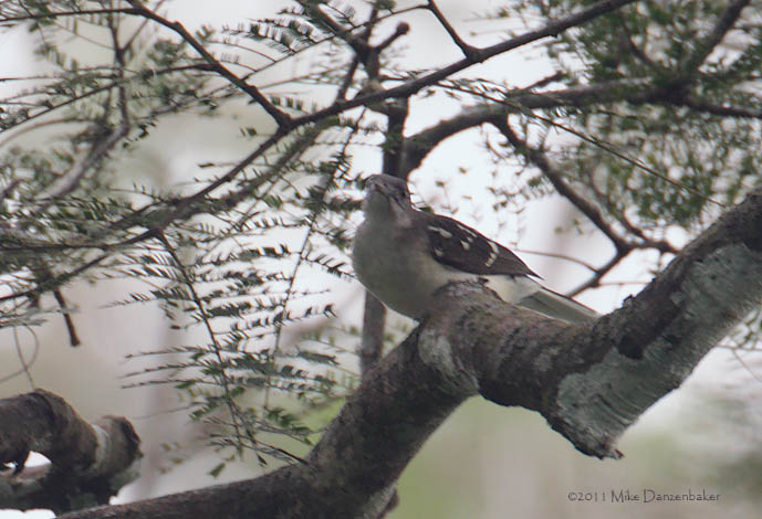 Spotted Greenbul (Ixonotus guttatus) photo
