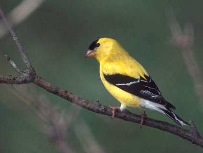 American Goldfinch (Carduelis tristis) photo image