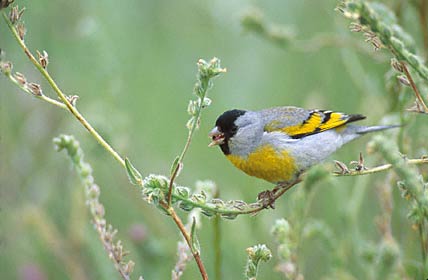 Lawrence's Goldfinch (Carduelis lawrencei) photo image