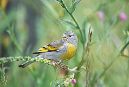 Lawrence's Goldfinch (Carduelis lawrencei) photo image