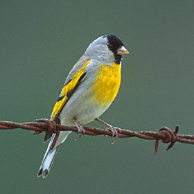 Lawrence's Goldfinch (Carduelis lawrencei) photo image