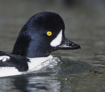 Barrow's Goldeneye (Bucephala islandica) photo image