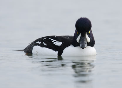 Barrow's Goldeneye (Bucephala islandica) photo