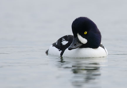 Barrow's Goldeneye (Bucephala islandica) photo