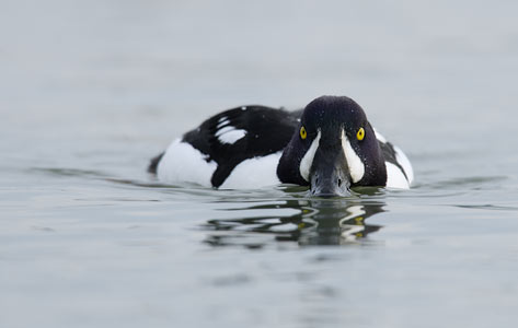 Barrow's Goldeneye (Bucephala islandica) photo