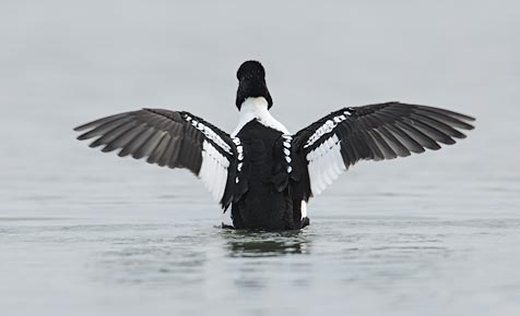 Barrow's Goldeneye (Bucephala islandica) photo