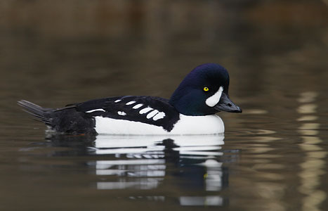 Barrow's Goldeneye (Bucephala islandica) photo