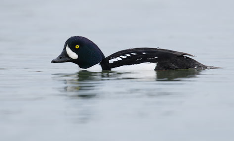 Barrow's Goldeneye (Bucephala islandica) photo