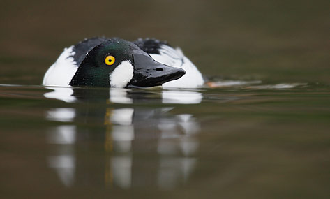 Common Goldeneye (Bucephala clangula) photo