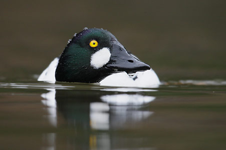 Common Goldeneye (Bucephala clangula) photo