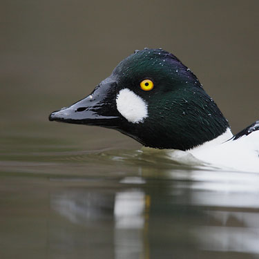 Common Goldeneye (Bucephala clangula) photo