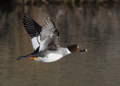 Common Goldeneye (Bucephala clangula) photo