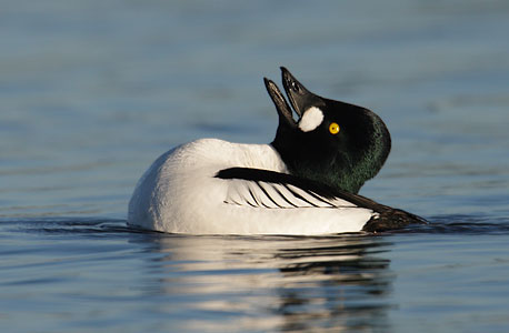 Common Goldeneye (Bucephala clangula) photo