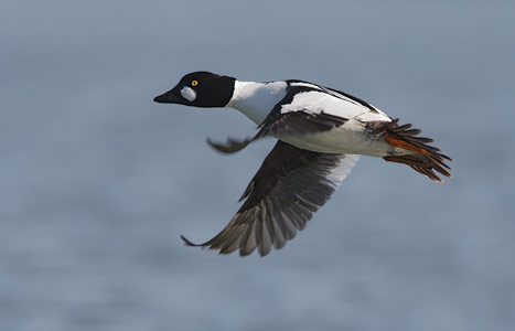 Common Goldeneye (Bucephala clangula) photo