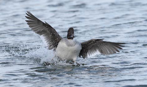 Common Goldeneye (Bucephala clangula) photo