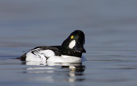 Common Goldeneye (Bucephala clangula) photo