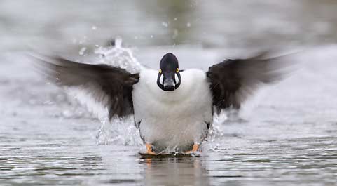 Common Goldeneye (Bucephala clangula) photo