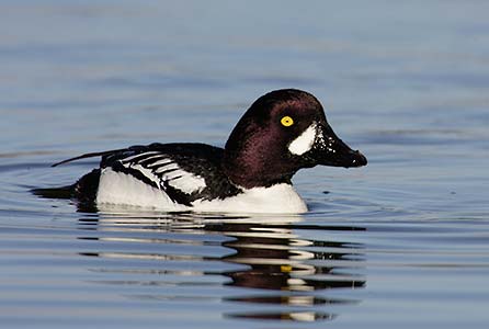 Common Goldeneye (Bucephala clangula) photo image