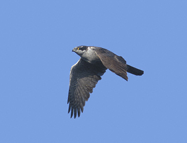 Northern Goshawk (Accipiter gentilis) photo image