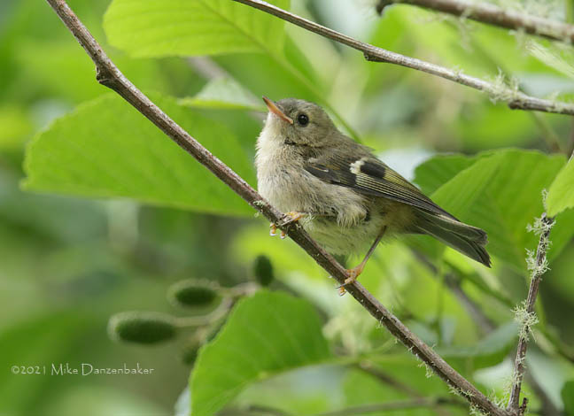 Goldcrest (Regulus regulus) photo