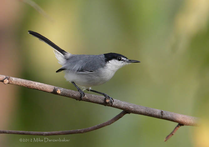White-lored Gnatcatcher (Polioptila albiloris) photo